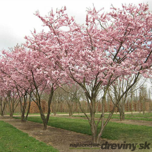 Višňa chlpatá Accolade - Japonská sakura Accolade, na kmienku 180 cm Prunus subhirtella Accolade