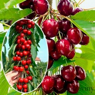 Višňa Kelleris 100/150 cm, v črepníku Prunus cerasus Kelleris
