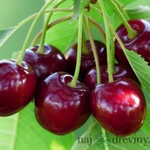 Višňa Kelleris, voľnokorenná 1-ročná Prunus cerasus