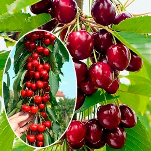Višňa Kelleris, výška 100/150 cm, v črepníku, podpník Colt Prunus cerasus Kelleris