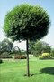 Višňa krovitá Umbraculifera na kmienku 150 cm, v črepníku Prunus eminens Umbraculifera
