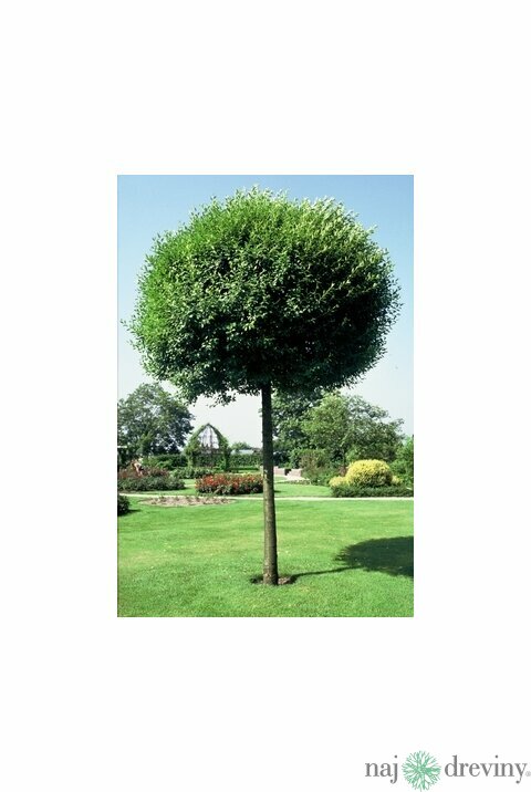 Višňa krovitá Umbraculifera na kmienku 150 cm, v črepníku Prunus eminens Umbraculifera