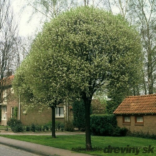 Višňa krovitá x Umbraculifera, 180/200 cm, v črepníku Prunus eminens x Umbraculifera