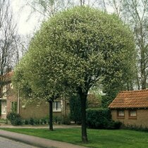 Višňa krovitá x Umbraculifera, 180/200 cm, v črepníku Prunus eminens x Umbraculifera