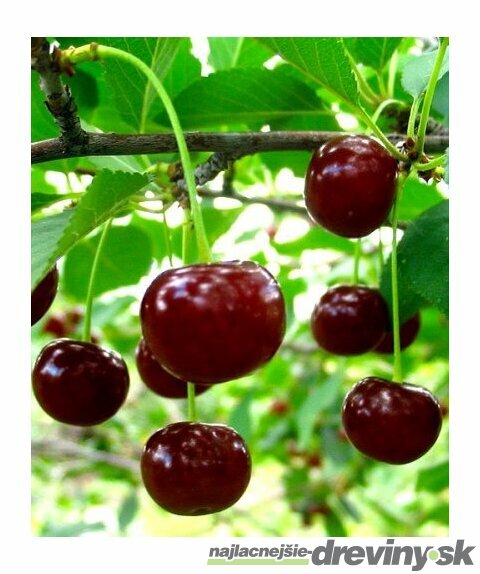 Višňa Nefris, výška 120/150 cm, v črepníku 5l, podpník Colt Prunus cerasus Nefris