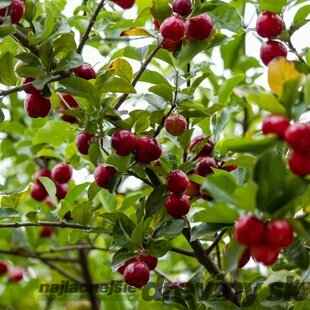 Višňa neskorá KELLERIS podpník Colt, výška 140/180 cm voľnokorenná Prunus cerasus Kelleris