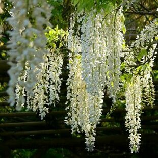 Vistéria americká Clara Mack, výška 80/+ cm, v črepníku Wisteria frutescens ‘Clara Mack‘