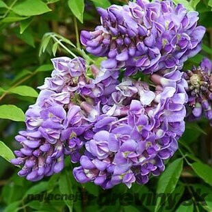 Vistéria americká Longwood Purple, výška 80/+ cm, v črepníku Wisteria frutescens ‘Longwood Purple‘