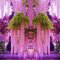 Vistéria čínska Pink Ice 60/80 cm, v črepníku 3l Wisteria florida Pink Ice