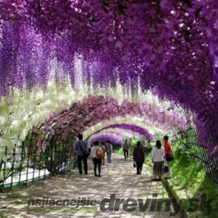 Vistéria čínska Prolific 60/80 cm cm, v črepníku 3l Wisteria chinensis Prolific