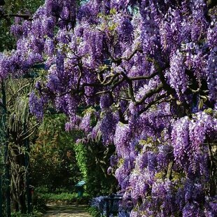 Vistéria kvetnatá Aunt Dee, výška 80/+ cm, v črepníku Wisteria floribunda ‘Aunt Dee‘