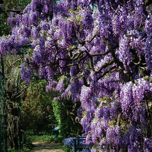 Vistéria kvetnatá Aunt Dee, výška 80/+ cm, v črepníku Wisteria floribunda ‘Aunt Dee‘
