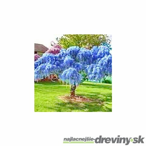 Vistéria kvetnatá Black Dragon 60/80 cm, v črepníku 3l Wisteria florida Black Dragon