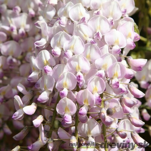 Vistéria kvetnatá Kuchi - beni 60/100 cm, v črepníku 3l Wisteria floribunda Kuchi-beni