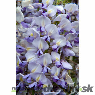 Vistéria kvetnatá Lawrence 60/80 cm, v črepníku 3l Wisteria floribunda Lawrence