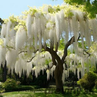 Vistéria kvetnatá Lnongisima alba. 60/80 cm, v črepníku 3l Wisteria florida Longisima alba