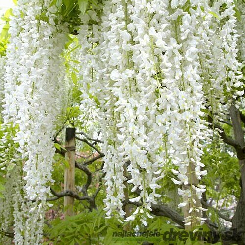 Vistéria kvetnatá Lnongisima alba , v črepníku Wisteria florida Longisima alba