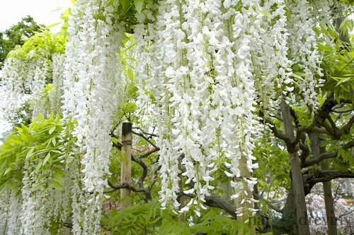 Vistéria kvetnatá Lnongisima alba , v črepníku Wisteria florida Longisima alba
