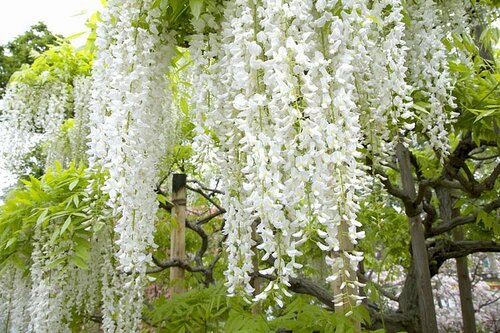 Vistéria kvetnatá Lnongisima alba , v črepníku Wisteria florida Longisima alba