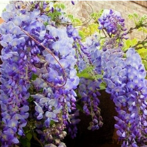 Vistéria kvetnatá Ludwig Lavin 60/80 cm, v črepníku 3l Wisteria florida Ludwig Lavin