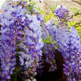 Vistéria kvetnatá Ludwig Lavin 70/90 cm, v črepníku Wisteria florida Ludwig Lavin