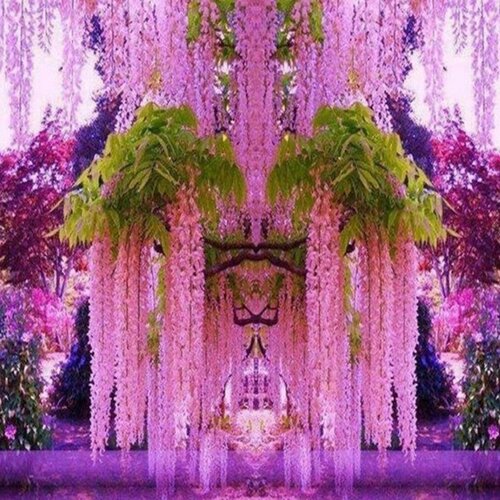 Vistéria kvetnatá Pink Ice 20/40 cm, v črepníku Wisteria florida Pink Ice