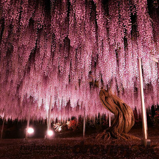 Vistéria kvetnatá Violacea Plena XXL 400 cm +, obvod 24/26 cm, v črepníku Wisteria floribunda Violacea Plena