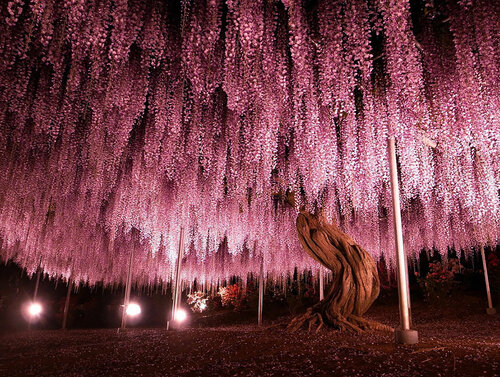 Vistéria kvetnatá Violacea Plena XXL 400 cm +, obvod 24/26 cm, v črepníku Wisteria floribunda Violacea Plena