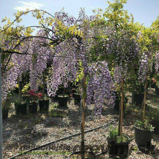 Vistéria na kmienku 140 cm, obvod 6/8 cm v črepníku Wisteria floribunda