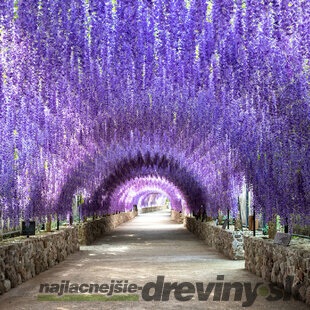 Vistéria na kmienku 140 cm, obvod 6/8 cm v črepníku Wisteria floribunda