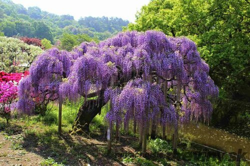 Vistéria na kmienku 180/200 cm, obvod 6/8 cm, v črepníku Wisteria sinensis