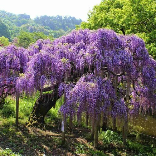 Vistéria na kmienku 180/200 cm, obvod 6/8 cm, v črepníku Wisteria sinensis