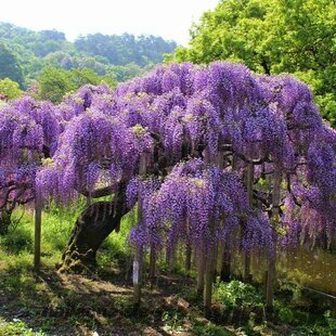 Vistéria na kmienku 180/200 cm, obvod 6/8 cm, v črepníku Wisteria sinensis