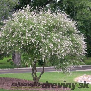 Vitex jahňací (liečivý) 20/40 cm , v črepníku Vitex Agnus Castus