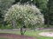 Vitex jahňací (liečivý) 40/50 cm , v črepníku Vitex Agnus Castus