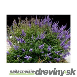 Vitex jahňací liečivý ‘Blue Diddley’ ® 30/50 cm v črepníku 3l Vitex agnus-cactus