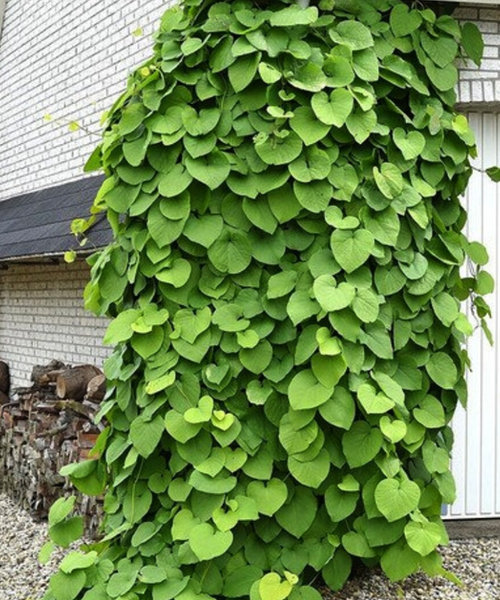 Vlkovec veľkolistý - mrazuvzdorná liana, výška 60/80 cm, v črepníku Aristolochia macrophylla