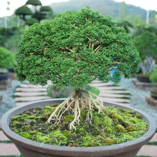 Vonkajšie bonsaje ako cypruštek, borovica či borievka