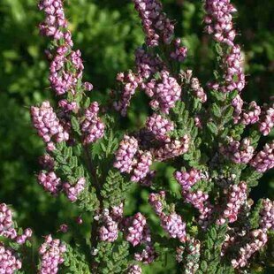Vres, 15/+cm, v črepníku Calluna vulgaris