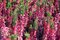 Vres obyčajný ‘Athene‘‘, výška 10/15 cm, v črepníku 1l Calluna vulgaris Athene