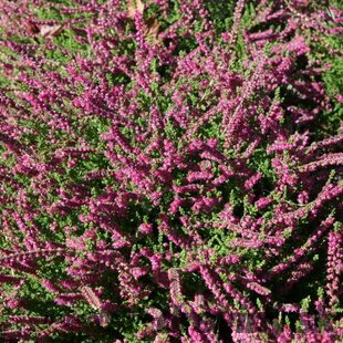 Vres obyčajný Eckart Miessner‘, výška 10/15 cm, v črepníku 1l Calluna vulgaris Eckart Miessner