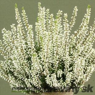 Vres obyčajný ‘Mary Lu‘, výška 10/15 cm, v črepníku 1l Calluna vulgaris Mary Lu