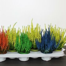 Vres obyčajný Picasso,výška 12/15 cm, v črepníku Calluna vulgaris ´Picasso