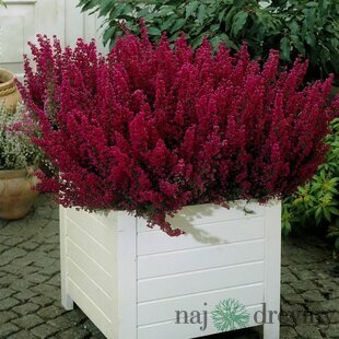 Vres obyčajný Pink Angie, v črepníku Calluna vulgaris ´Pink Angie
