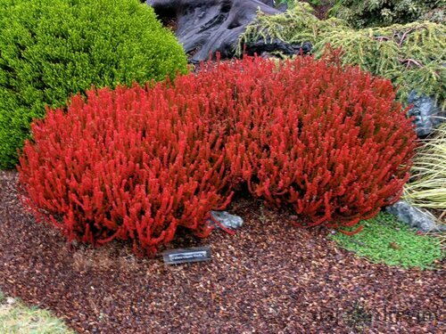 Vresovec Wickwar flame 10/15 cm, v črepníku Calluna vulgaris