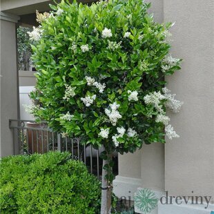 Vtáčí zob japonský stromčekový neopadavý, kmienok 6/8 cm, výška 180/200 cm, (NEOPADAVÝ STORM) Ligustrum japonicum
