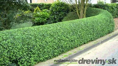 Vtáčí zob vajicolistý (neopadavý) 40/80 cm, v črepníku Ligustrum ovalifolium