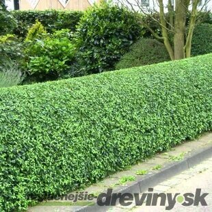 Vtáčí zob vajicolistý (neopadavý), výška 20/40 cm, v črepníku 1,5l Ligustrum ovalifolium