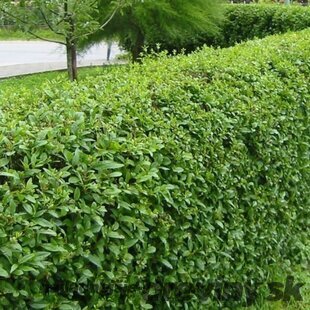 Vtáčí zob vajicolistý (neopadavý), výška 40/60 cm, voľnokorenný Ligustrum ovalifolium
