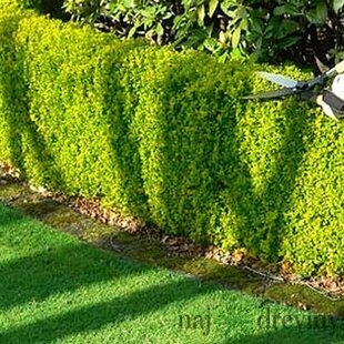 Vtáčí zob zlatý neopadavý 25/35 cm, v črepníku Ligustrum vulgare Vicaryi